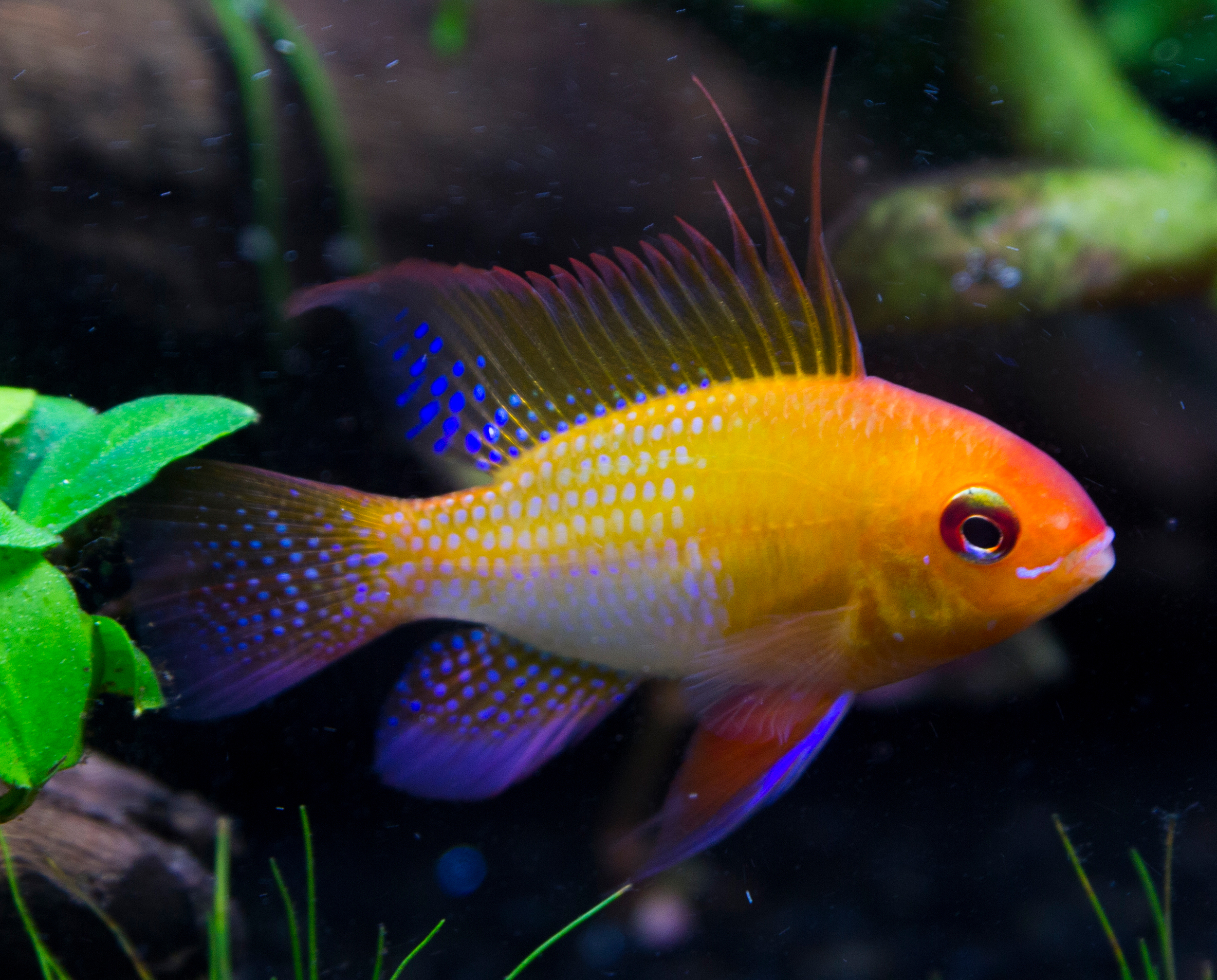 Microgeophagus ramirezi Gold (Butterfly Cichlid)